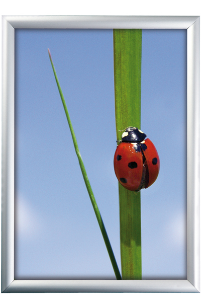 ALU SNAP FRAME 25mm (G) 70x100cm alu